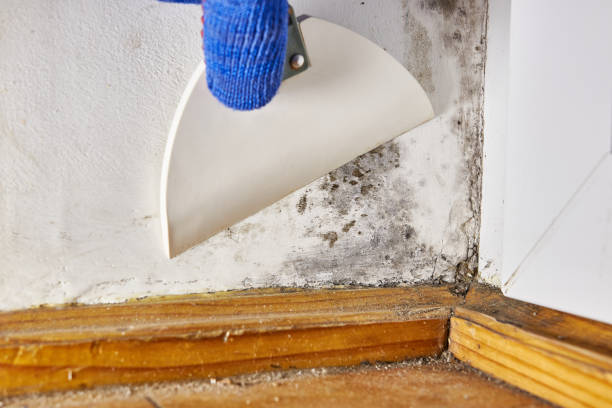 Best Real Estate Mold Inspection  in Fort Rucker, AL
